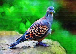 illustration,material,free,landscape,picture,painting,color pencil,crayon,drawing,A rufous turtledove, dove, , , 