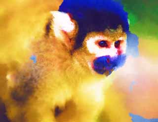 illust, materiale, libero panorama, ritratto dipinto, matita di colore disegna a pastello, disegnando,Scimmia di scoiattolo, scimmia, , Scimmia di scoiattolo, scimmia di scoiattolo