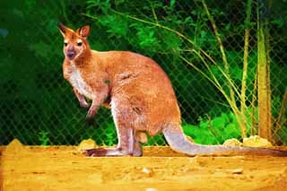 illustration,material,free,landscape,picture,painting,color pencil,crayon,drawing,A black kangaroo, , kangaroo, Australia, 