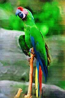 illustration,material,free,landscape,picture,painting,color pencil,crayon,drawing,A green parakeet, parakeet, , parrot, I bear it