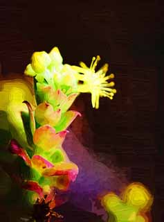 illust, matire, libre, paysage, image, le tableau, crayon de la couleur, colorie, en tirant,Une fleur jaune d'un cactus, , cactus, , 