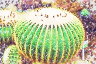 illust, materiale, libero panorama, ritratto dipinto, matita di colore disegna a pastello, disegnando,Un cactus, , cactus, , 