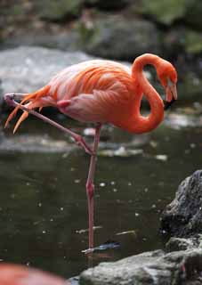 Foto, materiell, befreit, Landschaft, Bild, hat Foto auf Lager,Ein Flamingo, , Flamingo, Rosa, 