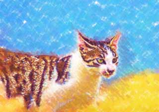 illust, materiale, libero panorama, ritratto dipinto, matita di colore disegna a pastello, disegnando,Gatto fresco, gatto, , , 