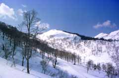 fotografia, materiale, libero il panorama, dipinga, fotografia di scorta,Snowfield, neve, montagna, albero, 