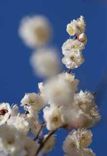 fotografia, materiale, libero il panorama, dipinga, fotografia di scorta,Un ballo di fiori di susina bianchi, fiore di una susina, fiore bianco, ramo, cielo blu
