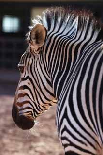 photo,material,free,landscape,picture,stock photo,Creative Commons,A zebra, An island horse, zebra, , The mane