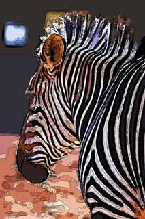 illust, materiale, libero panorama, ritratto dipinto, matita di colore disegna a pastello, disegnando,Una zebra, Un cavallo di isola, zebra, , La criniera