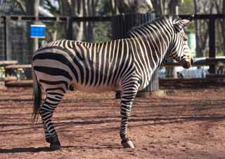 photo,material,free,landscape,picture,stock photo,Creative Commons,A zebra, An island horse, zebra, , tail