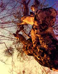 photo,material,free,landscape,picture,stock photo,Creative Commons,Mistletoe in the sunset, setting sun, branch, tree, 