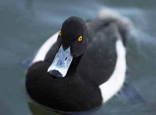 photo,material,free,landscape,picture,stock photo,Creative Commons,A tufted duck, , duck, , tufted duck