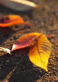 photo,material,free,landscape,picture,stock photo,Creative Commons,Gleam of autumnal scenery, Dead leaves, Red, Autumnal scenery, The ground
