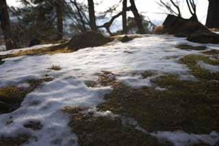 fotografia, materiale, libero il panorama, dipinga, fotografia di scorta,La neve  accumulata su, albero, collina, Lago Onuma, Muschio
