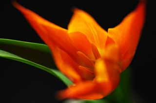 , , , , ,  ., vermilion, , tulip, petal, 