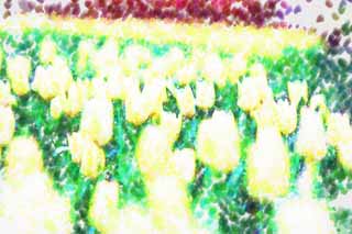 illust, materiell, befreit, Landschaft, Bild, Gemlde, Farbbleistift, Wachsmalstift, Zeichnung,,Ein Tulpenfeld, , Tulpe, verzieren Sie mit Blumen das Bett, Blume