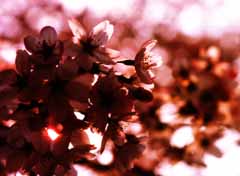 fotografia, material, livra, ajardine, imagine, proveja fotografia,Cereja floresce pela noite, flor de cereja, rosa, , 