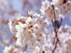 foto,tela,gratis,paisaje,fotografa,idea,Flores de cerezo en pleno esplendor primaveral, Flor de cerezo, Rosado, , 