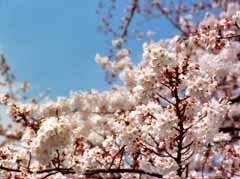 foto,tela,gratis,paisaje,fotografa,idea,Sol de primavera sobre los cerezos., Flor de cerezo, Rosado, , 