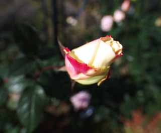 photo,material,free,landscape,picture,stock photo,Creative Commons,Red and a bud of a yellow rose, bud, , rose, 