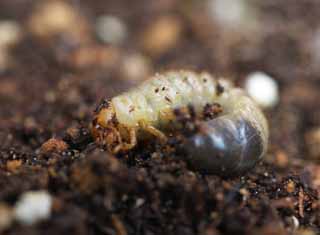 photo,material,free,landscape,picture,stock photo,Creative Commons,The larva of the beetle, beetle, , green caterpillar, Among soil