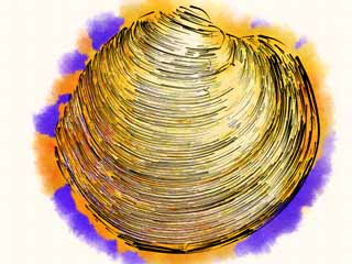 illustration,material,free,landscape,picture,painting,color pencil,crayon,drawing,Kagami fellow, Kagami fellow, Mars who fellow, bivalve, Shellfish-gathering