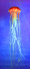 , , , , ,  .,messenger Poseidon., , jellyfish, , 