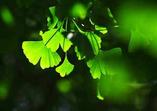 photo,material,free,landscape,picture,stock photo,Creative Commons,The young leave of the ginkgo, ginkgo, , young leave, 