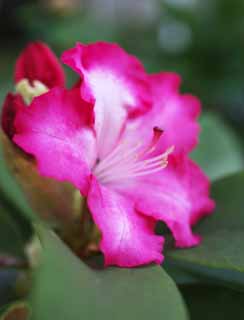 photo, la matire, libre, amnage, dcrivez, photo de la rserve,Un rhododendron, , rhododendron, ptale, 