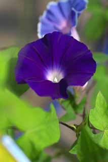 photo,material,free,landscape,picture,stock photo,Creative Commons,The dark blue of the morning glory, morning glory, , , vine
