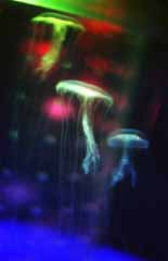 foto,tela,gratis,paisaje,fotografa,idea,La noche de las medusas, Mar, Medusas, Verde, 