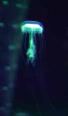 , , , , ,  ., ., , jellyfish, , 