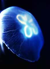 , , , , ,  .,fluorescent jellyfish, , jellyfish, , 