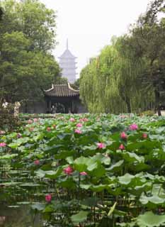photo,material,free,landscape,picture,stock photo,Creative Commons,Zhuozhengyuan, pond, lotus, lotus, garden
