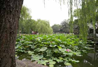 Foto, materieel, vrij, landschap, schilderstuk, bevoorraden foto,Hasuike van Zhuozhengyuan, Waterplas, Lotus, , Tuin