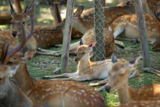 fotografia, materiale, libero il panorama, dipinga, fotografia di scorta,Un cervo di Nara, , cervo, , Bambi