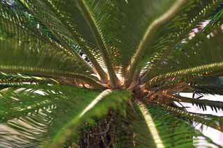 photo,material,free,landscape,picture,stock photo,Creative Commons,Power of the cycad, Cycad, , southern country plant, 