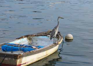 photo,material,free,landscape,picture,stock photo,Creative Commons,A heron, Oh, it is a heron, heron, , boat
