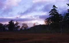 fotografia, materiale, libero il panorama, dipinga, fotografia di scorta,Colore di mattina, cielo, albero, montagna, nube