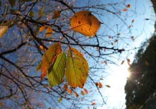 Foto, materiell, befreit, Landschaft, Bild, hat Foto auf Lager,Cherry autumn leaves, Blauer Himmel, Zweig, Sonne, Herbst geht