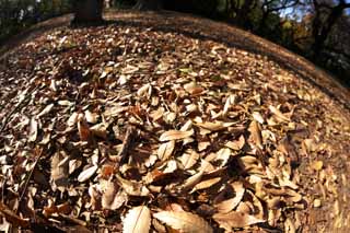 photo,material,free,landscape,picture,stock photo,Creative Commons,Autumn Park, Fallen leaves, Defoliation, Trees, Ground