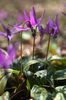 fotografia, material, livra, ajardine, imagine, proveja fotografia,Japons co do dente flores violeta, Erythronium, , Ken Kyoko, 