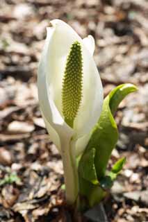 photo,material,free,landscape,picture,stock photo,Creative Commons,White Skunk Cabbage, White Arum, To tropical ginger, Skunk Cabbage, Marshland