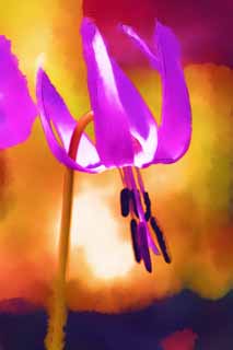 illust, material, livram, paisagem, quadro, pintura, lpis de cor, creiom, puxando,Japons co do dente flores violeta, Erythronium, , Ken Kyoko, 
