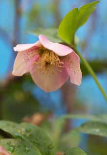 photo,material,free,landscape,picture,stock photo,Creative Commons,Christmas Rose, Spring Flowers, Petal, HEREBORASU, Ranunculaceae