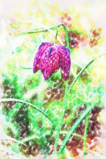 illustration,material,free,landscape,picture,painting,color pencil,crayon,drawing,Purplish red flowers, Spring Flowers, Petal, Take, Stamen