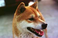 photo,material,free,landscape,picture,stock photo,Creative Commons,Jin, a shiba dog, dog, , , 