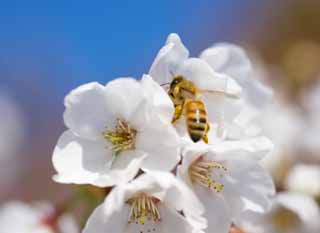 fotografia, materiale, libero il panorama, dipinga, fotografia di scorta,Primavera Bee, Sakura, , Cherry, Api