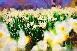 illustration,material,free,landscape,picture,painting,color pencil,crayon,drawing,Narcissus flower bed, SUISEN, Narcissus, , Yellow