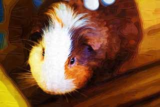 illustration,material,free,landscape,picture,painting,color pencil,crayon,drawing,Guinea pig, More MORU, Guinea pig, Livestock, Cavia
