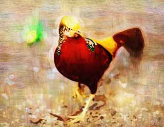illustration,material,free,landscape,picture,painting,color pencil,crayon,drawing,Golden pheasant, Golden pheasant, Kim birds, China, Deluxe
